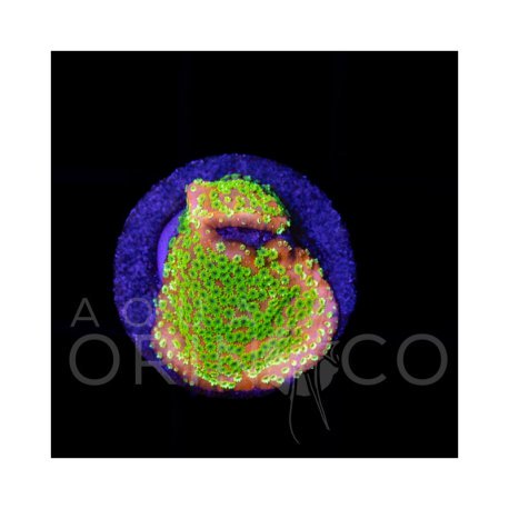 Montipora Rainbow WYSYWIG