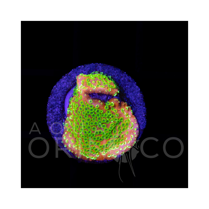 Montipora Rainbow WYSYWIG