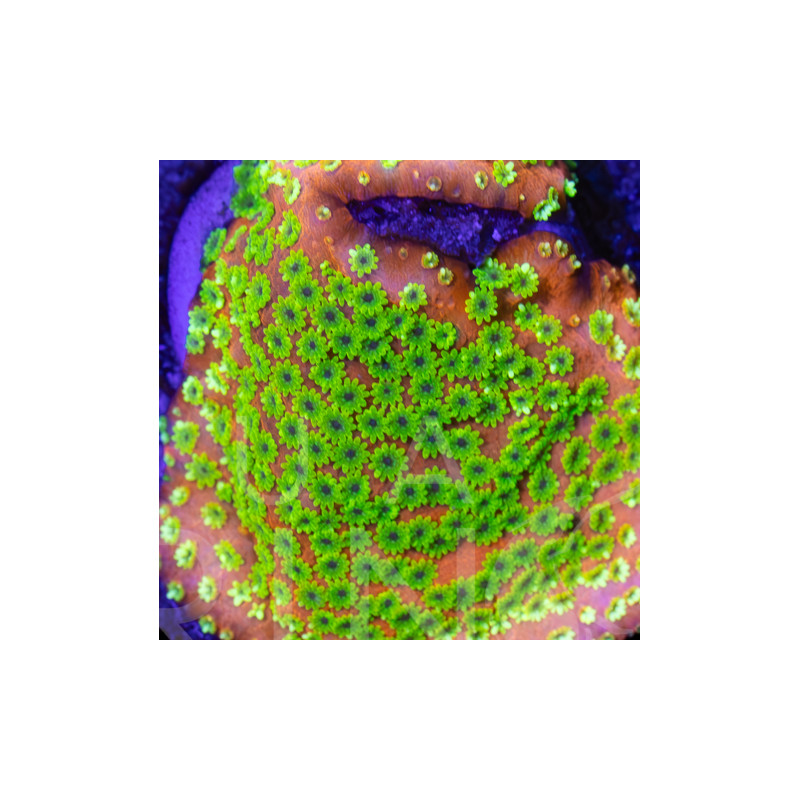 Montipora Rainbow WYSYWIG