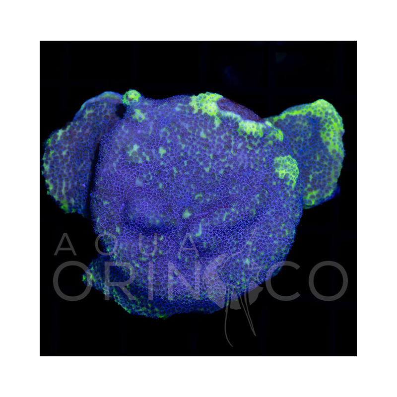 Montipora "Blue Rim Green Montipora"