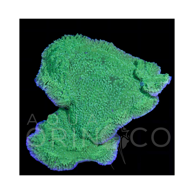 Montipora Green WYSYWIG II