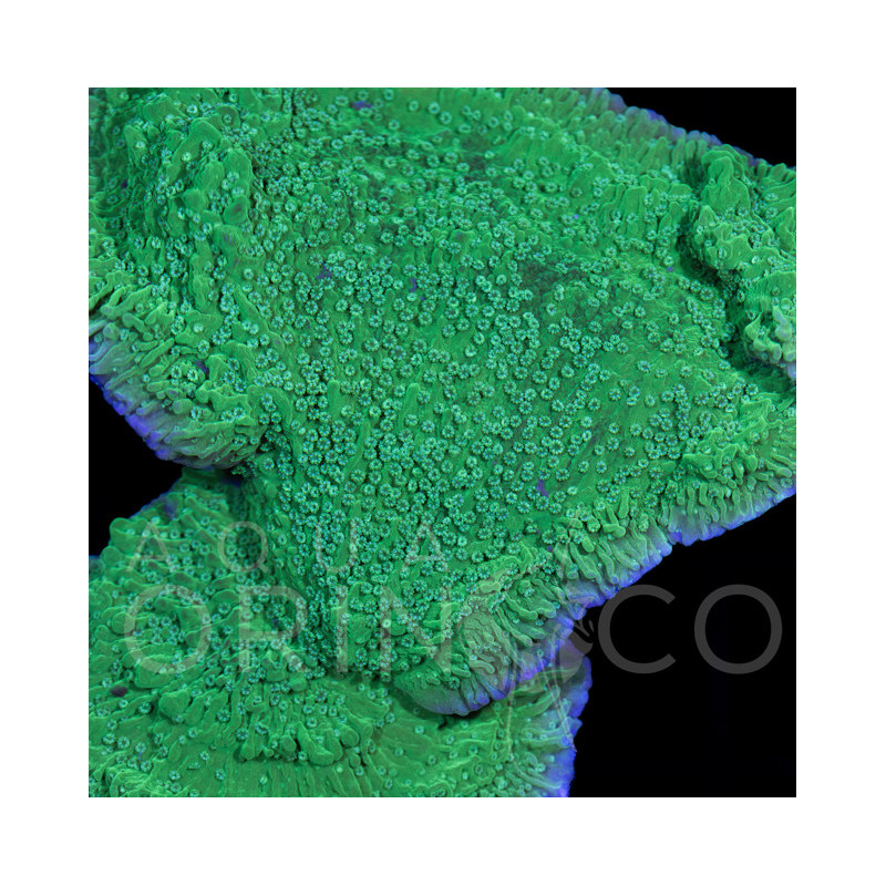 Montipora Green WYSYWIG II
