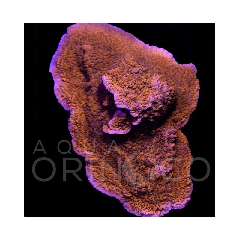 Montipora digitata Red