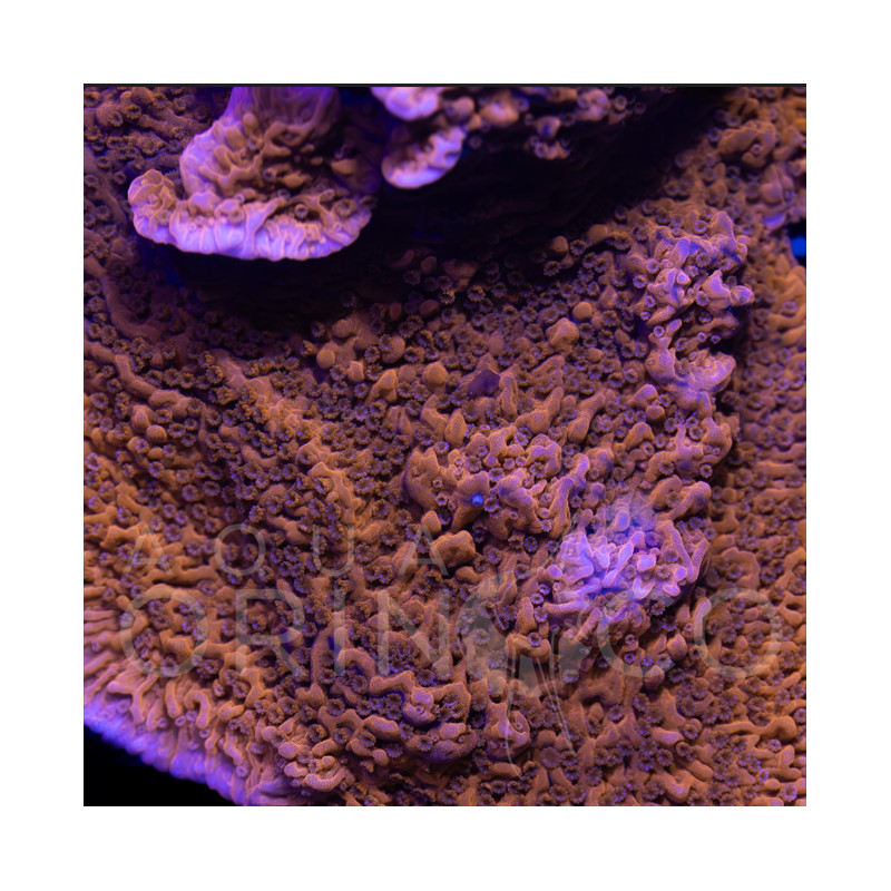 Montipora digitata Red