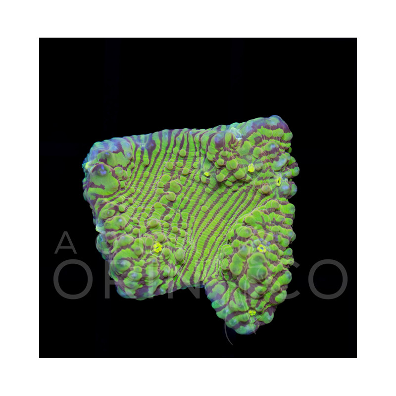 Oxypora sp Red Chalice WYSIWYG