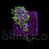 Pachyclavularia violacea Green Star Polyp WYSIWYG II