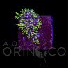 Pachyclavularia violacea Green Star Polyp WYSIWYG II