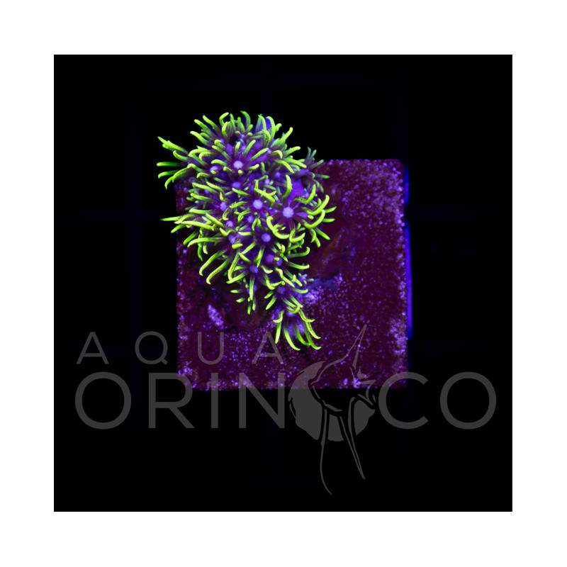 Pachyclavularia violacea Green Star Polyp WYSIWYG