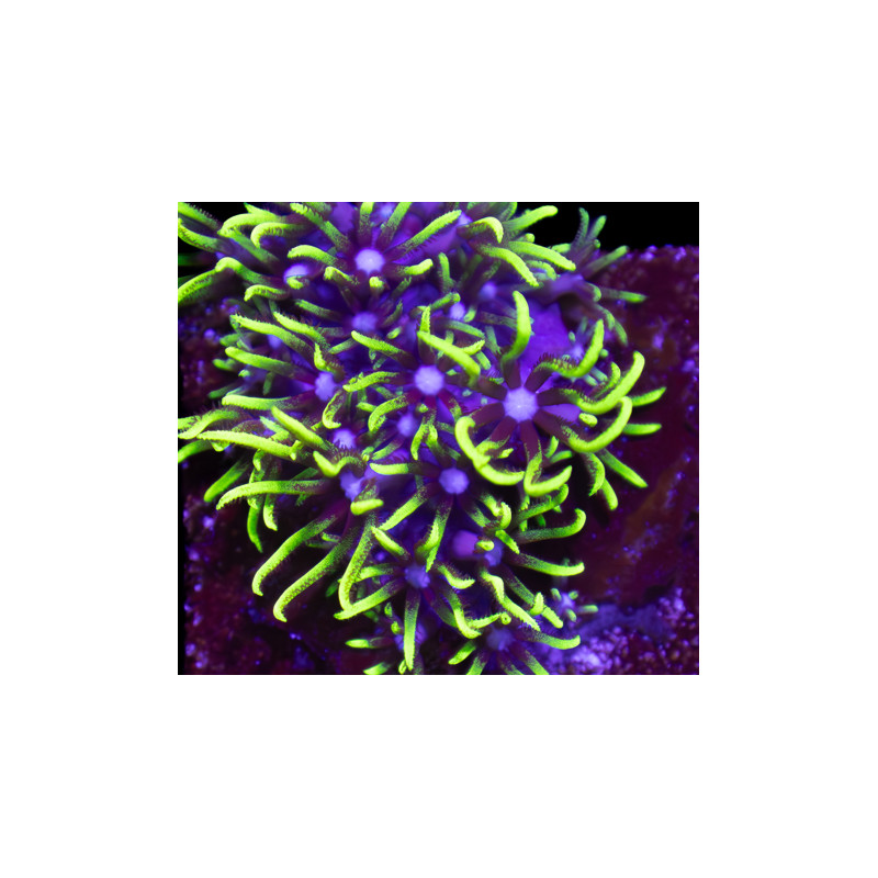 Pachyclavularia violacea Green Star Polyp WYSIWYG