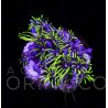Pachyclavularia violacea Green Star Polyp WYSIWYG III