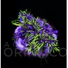 Pachyclavularia violacea Green Star Polyp WYSIWYG III