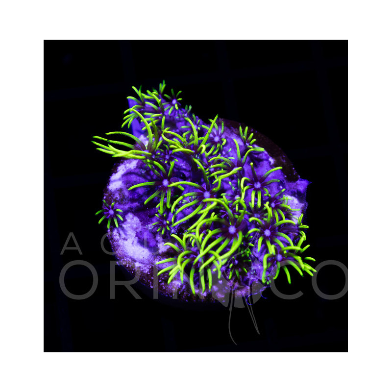 Pachyclavularia violacea Green Star Polyp WYSIWYG III