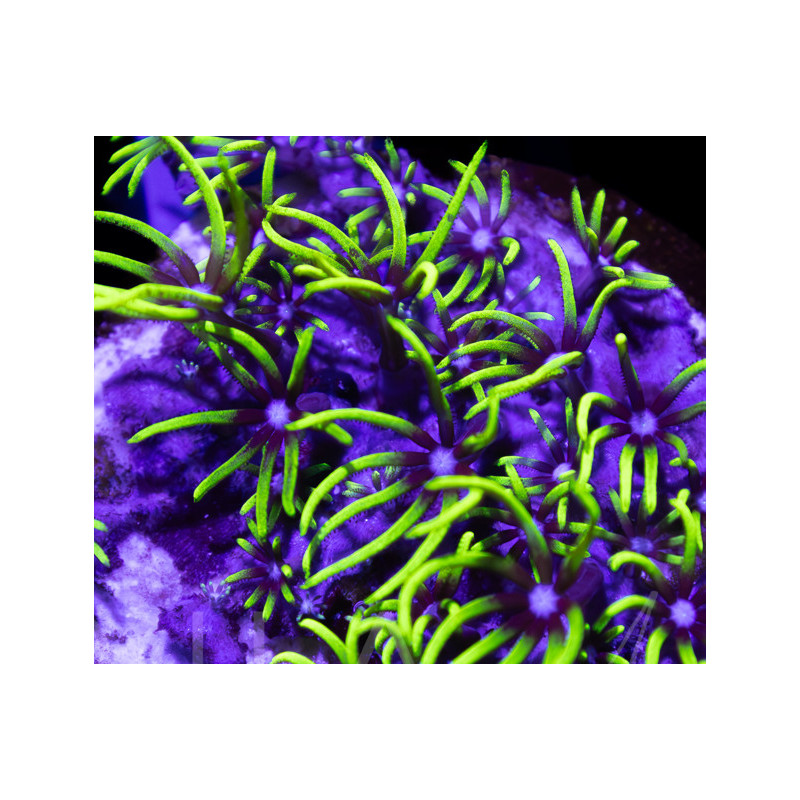 Pachyclavularia violacea Green Star Polyp WYSIWYG III