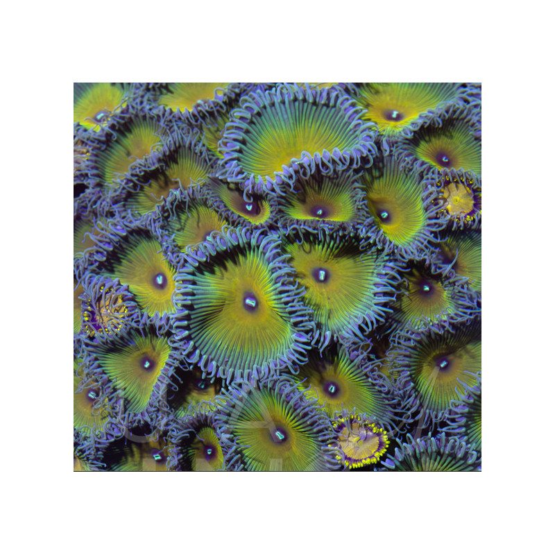 Palythoa "Captain Jerk" II