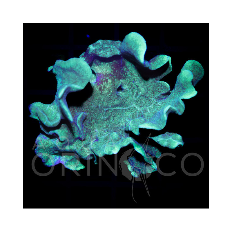 Pavona sp. "Leafy Green"