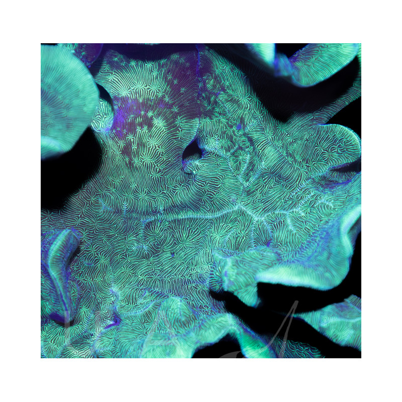 Pavona sp. "Leafy Green"