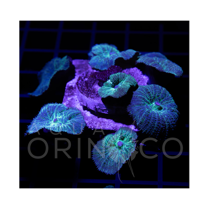 Rhodactis Indonensis
