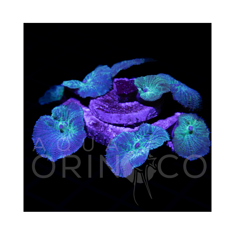Rhodactis Indonensis