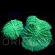 Rhodactis sp. Green I