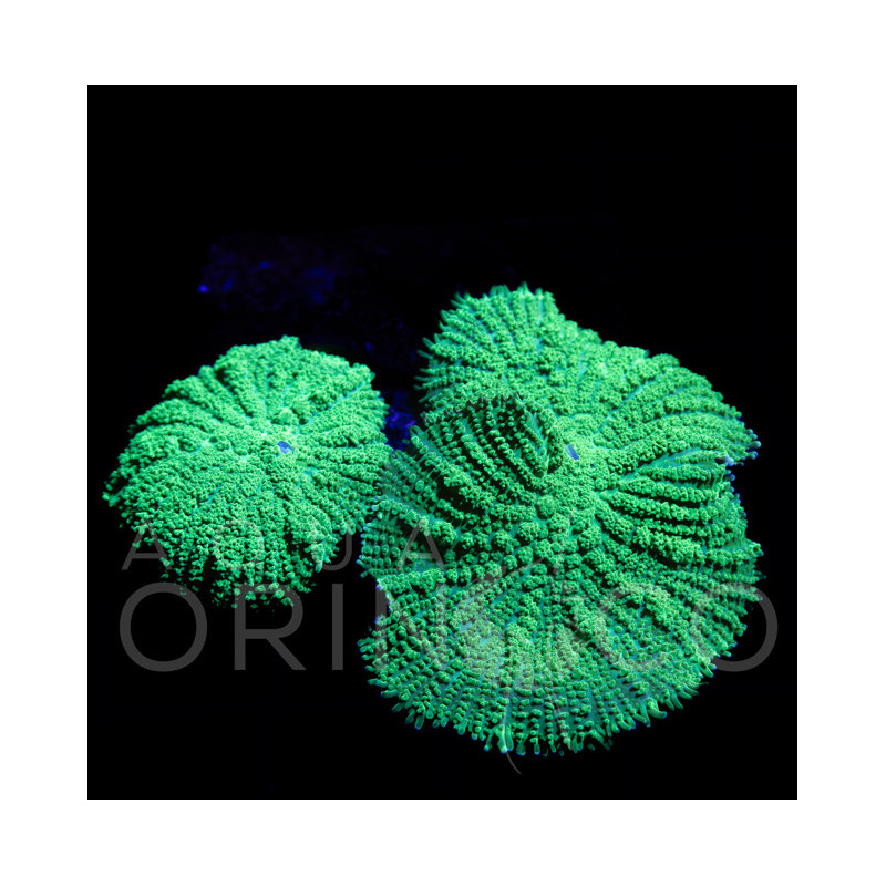 Rhodactis sp. Green I