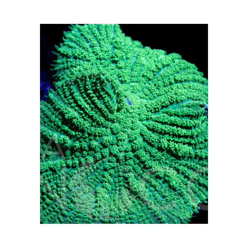 Rhodactis sp. Green I