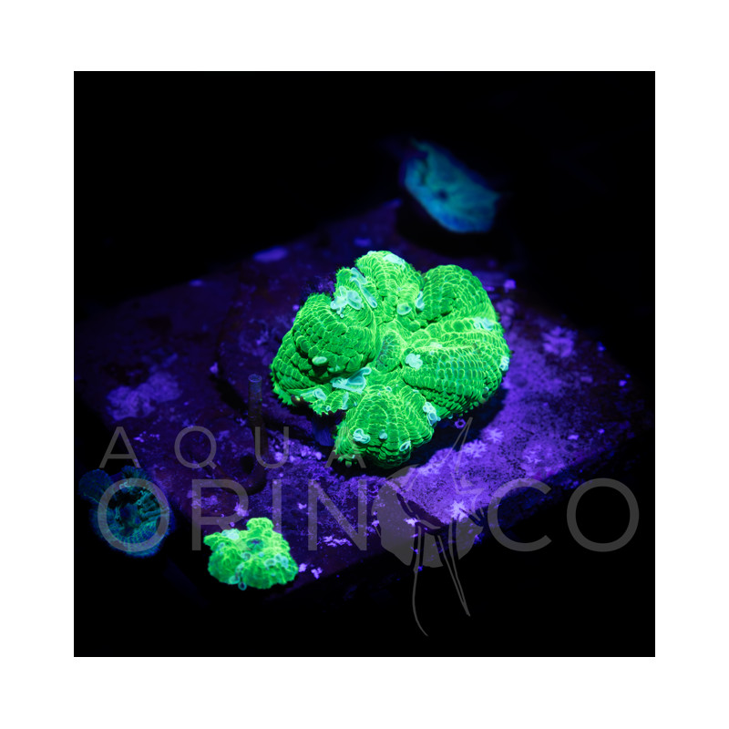 Rhodactis sp. Green II
