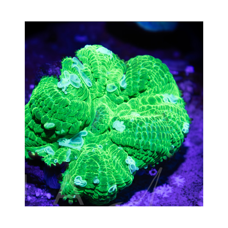 Rhodactis sp. Green II