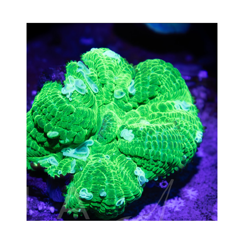 Rhodactis sp. Green II