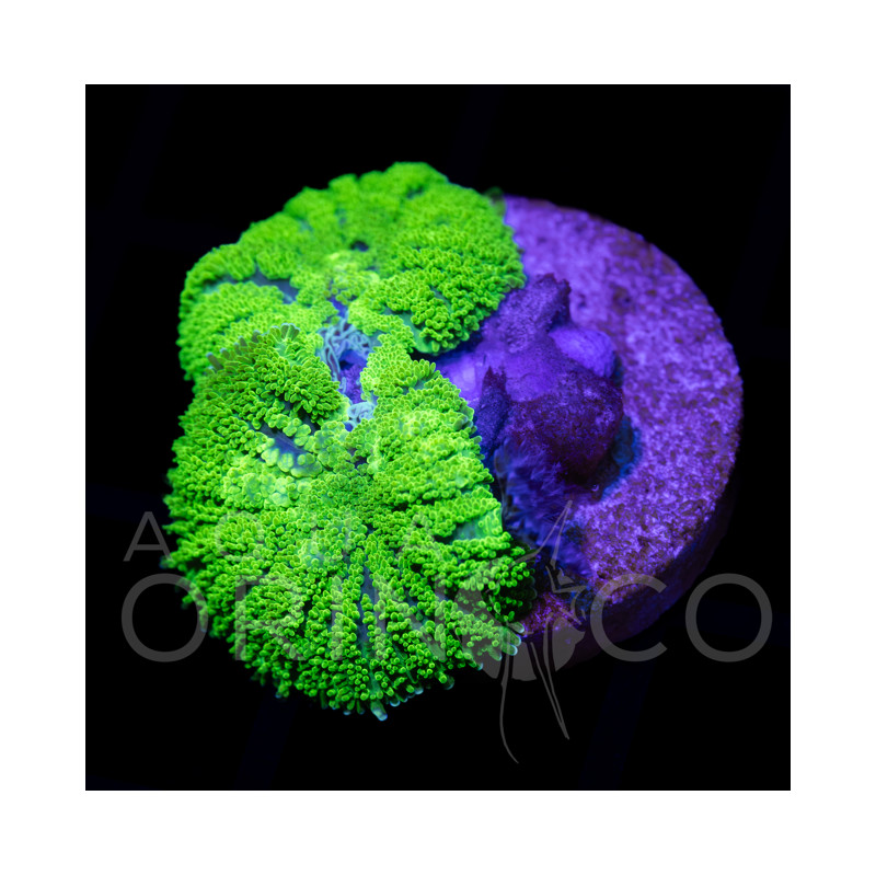 Rhodactis sp. Green II
