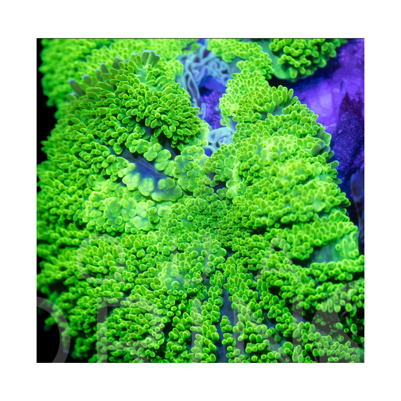 Rhodactis sp. Green II