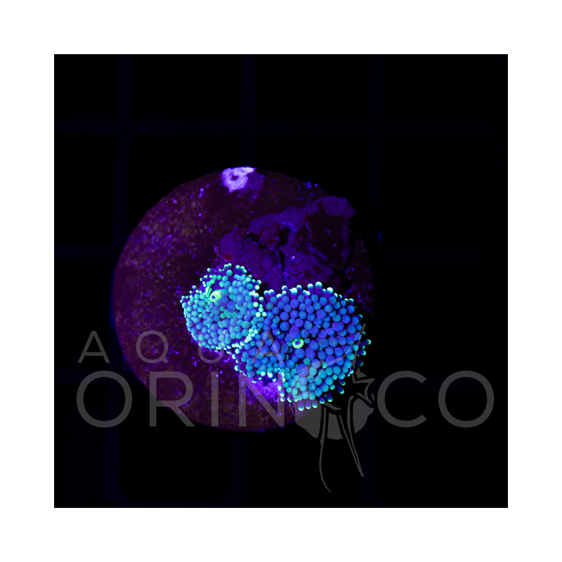 Ricordia sp.