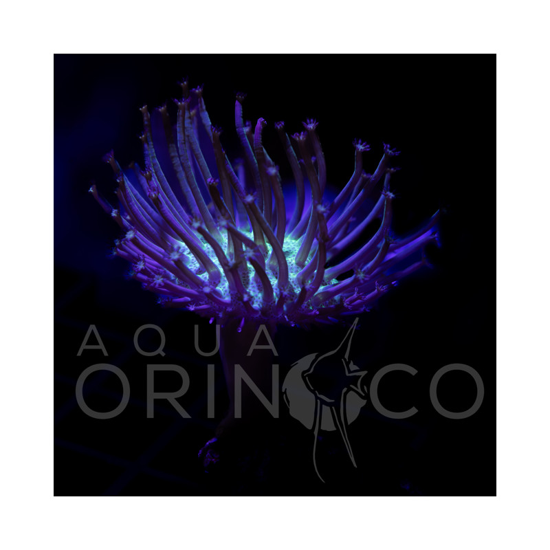 Green Tip Sarcophyton