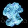 Trachyphyllia sp. 'Ultra Green'