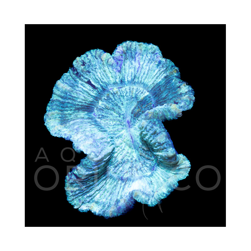 Trachyphyllia sp. 'Ultra Green'