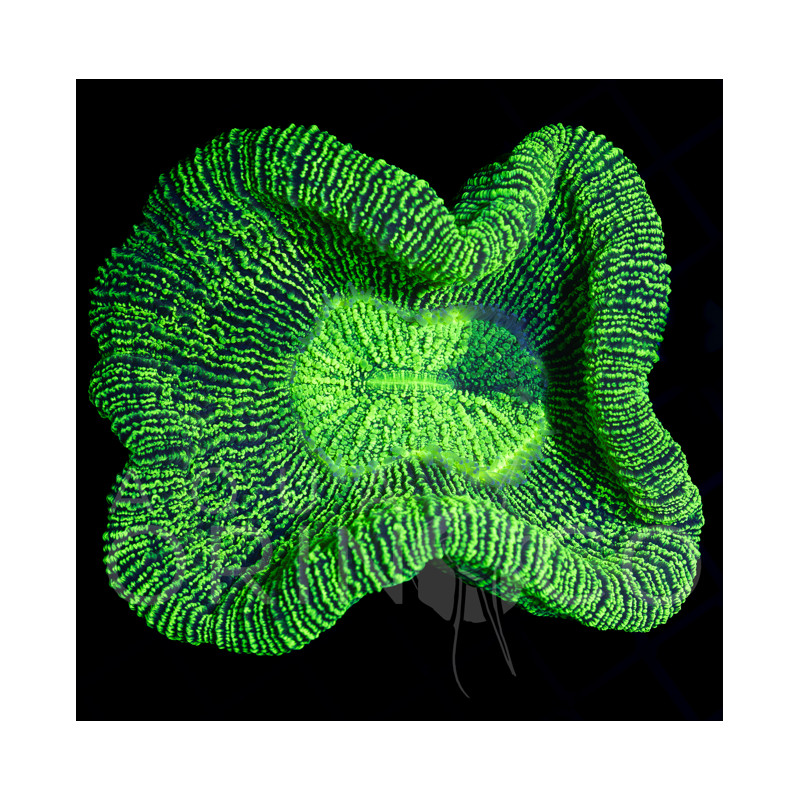 Trachyphyllia sp. 'Mint Green' (WYSIWYG)