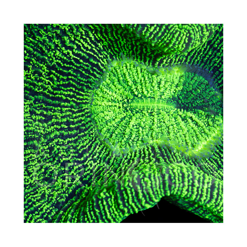 Trachyphyllia sp. 'Mint Green' (WYSIWYG)