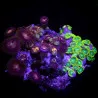 Zoanthus sp. Zoa Garden WYSIWYG IV