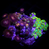 Zoanthus sp. Zoa Garden WYSIWYG IV