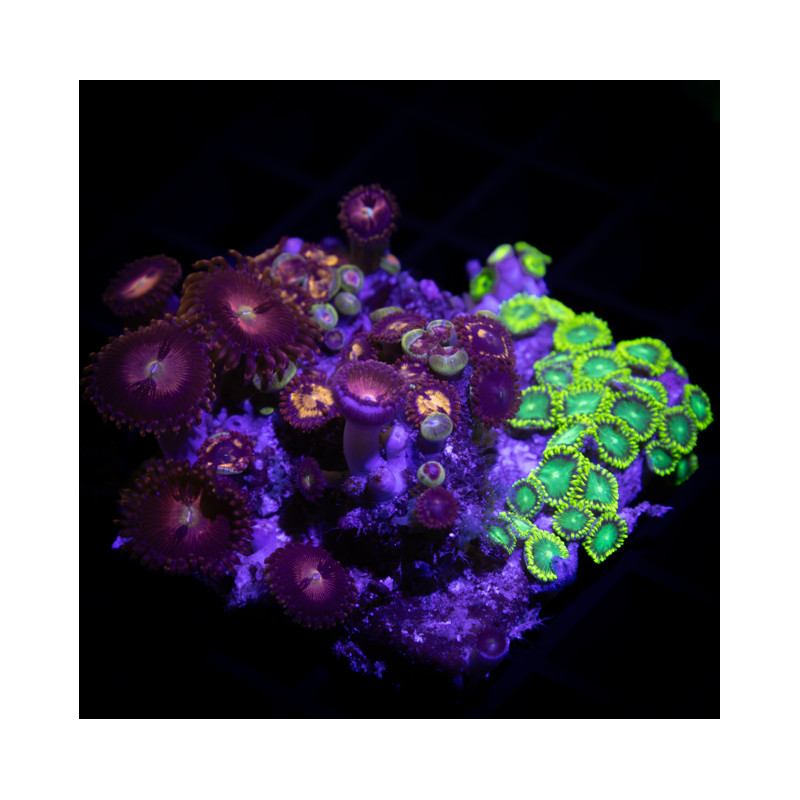 Zoanthus sp. Zoa Garden WYSIWYG III