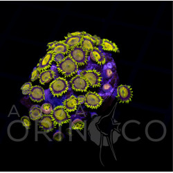 Zoanthus sp. "Rey Midas" Zoanthus sp. "Rey Midas"