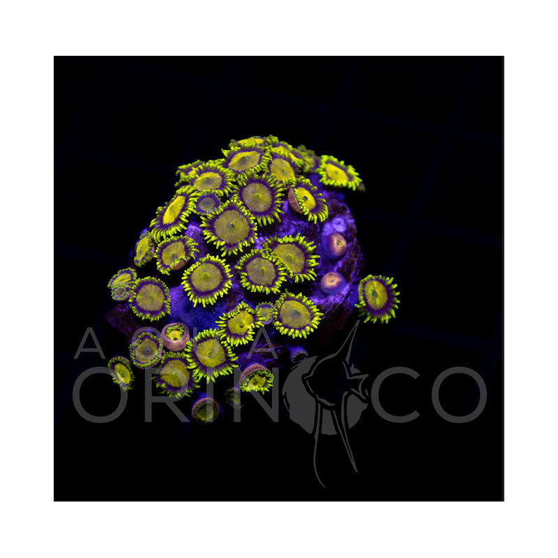 Zoanthus sp. "King midas"