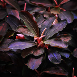 Bucephalandra sp. 'Theia' Bucephalandra sp. 'Theia'