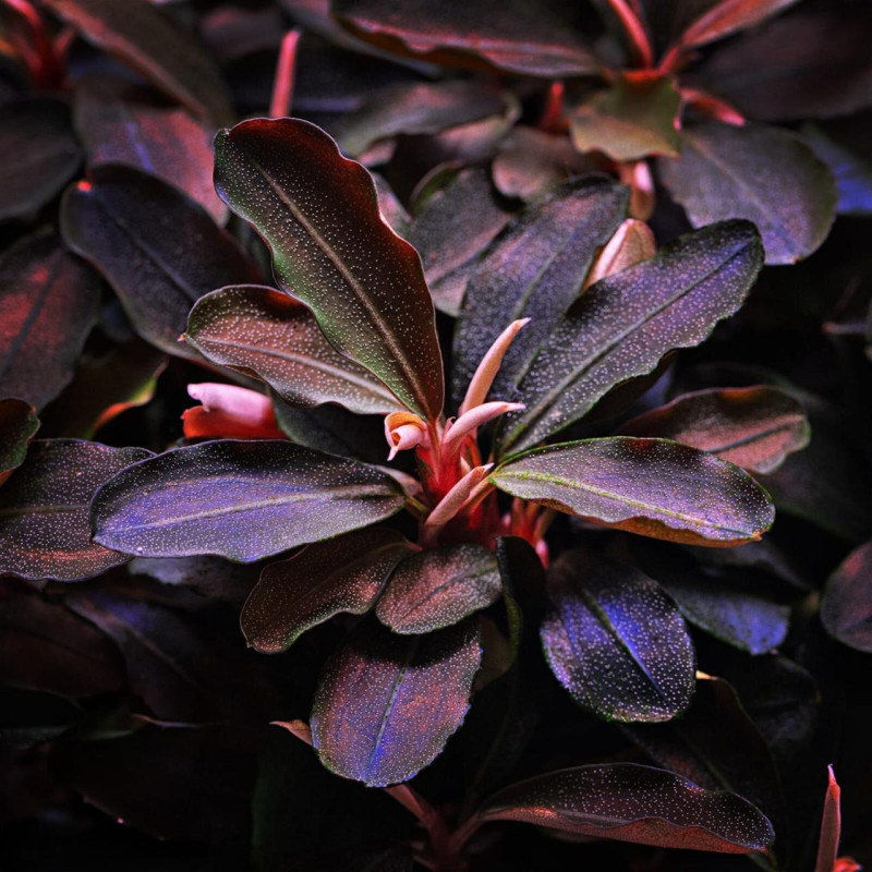 Bucephalandra sp. 'Theia'