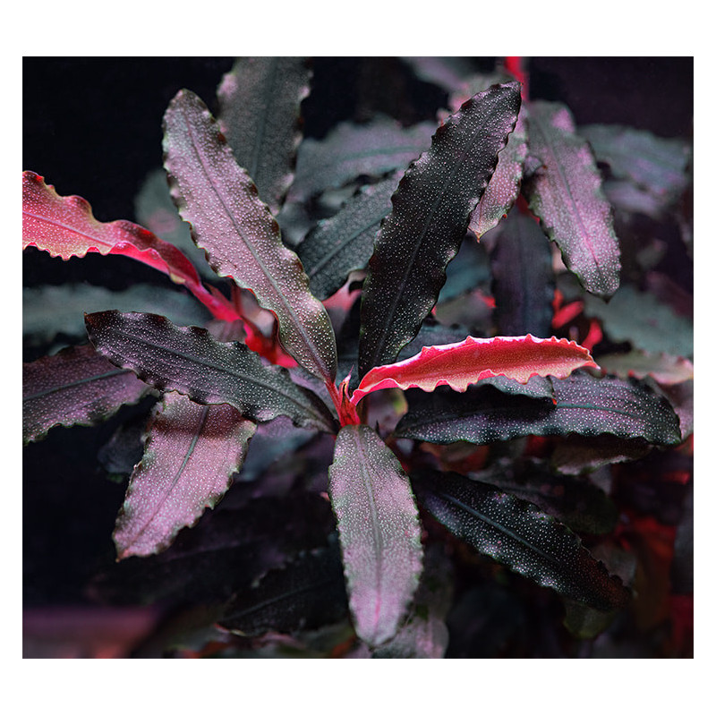Bucephalandra sp. Biblis