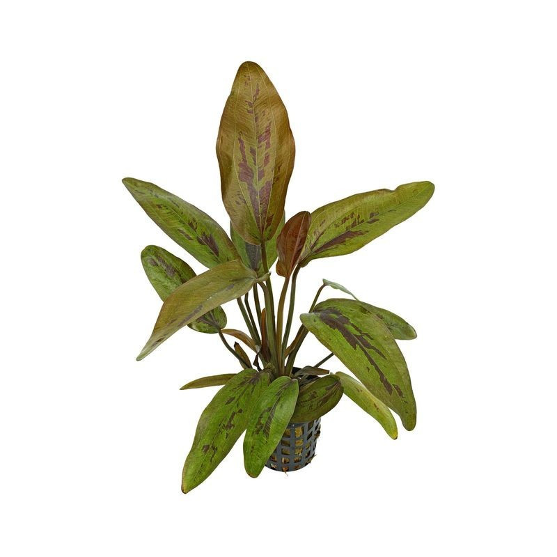 Echinodorus altlandsberg