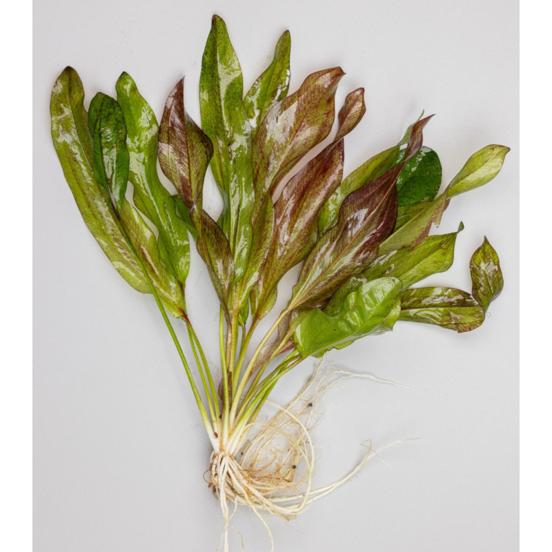 Echinodorus altlandsberg