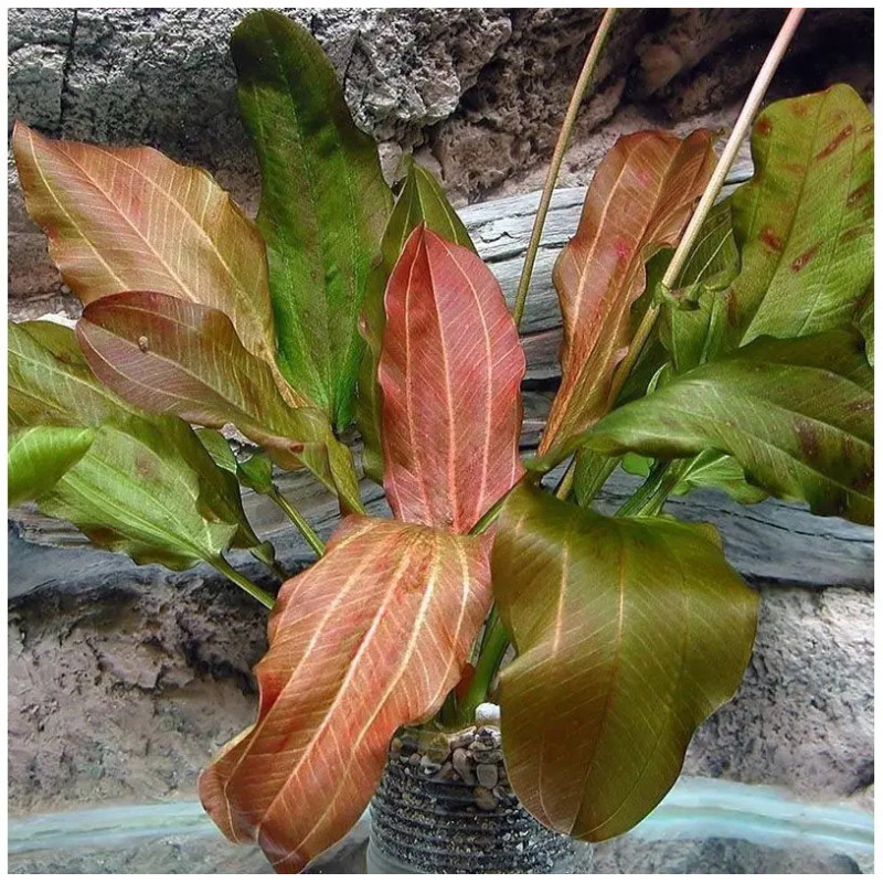 Echinodorus altlandsberg