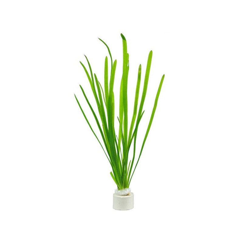Vallisneria Spiralis - Ring - Dennerle