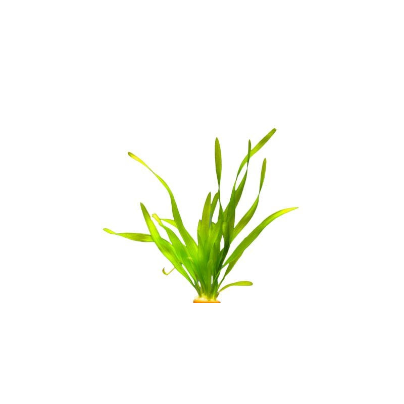 Vallisneria australis Gigantea