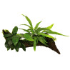 Anubias Microsorum Moss on wood